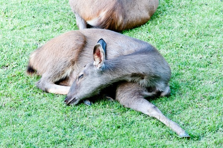 Close up Female Deer on relaxingの写真素材