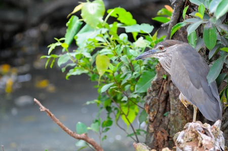 Chinese Pond Heron  Ardeola bacchus ,Bird in Thailand international Parkの写真素材