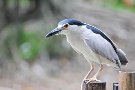 birdの写真素材