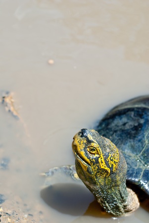 Turtle headの写真素材