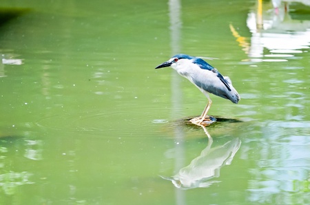 Black-crowned Night-Heron (Nycticorax nycticorax hoactli) ,Birdの写真素材
