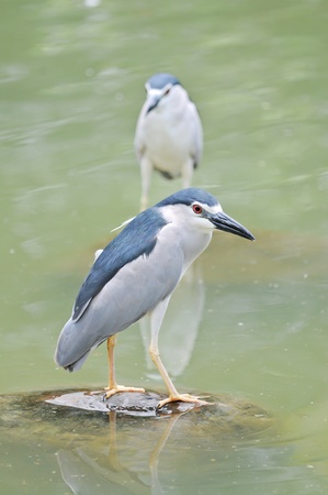 Black-crowned Night-Heron (Nycticorax nycticorax hoactli) ,Birdの写真素材