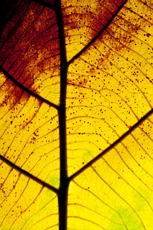 Close up dry leafの写真素材