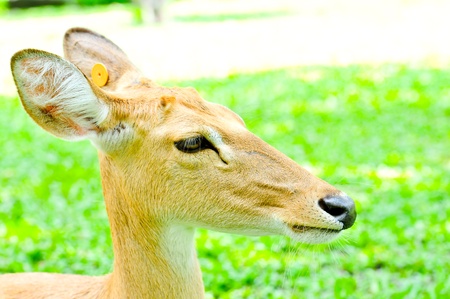 Close up Female Deer on relaxingの写真素材