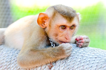 Lovely Money in Kao Kaew Zoo