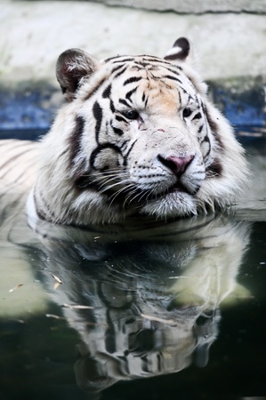 Tigerの写真素材