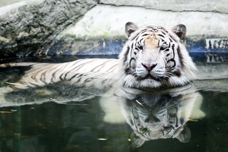 Tigerの写真素材