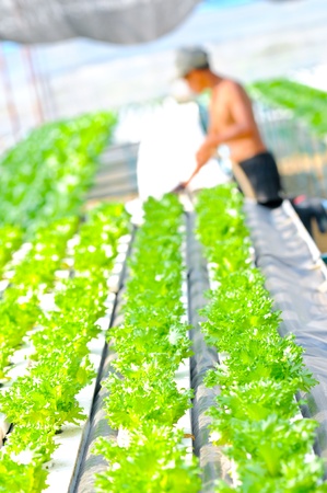 Hydroponics Vegetable ,the nutrition in the futureの写真素材