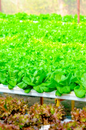 Hydroponics Vegetable ,the nutrition in the futureの写真素材