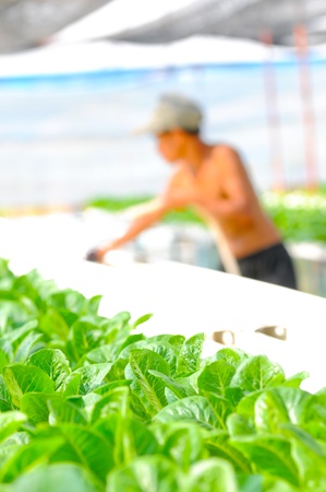 Hydroponics Vegetable ,the nutrition in the futureの写真素材