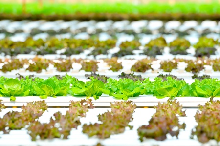 Hydroponics Vegetable ,the nutrition in the futureの写真素材