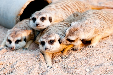 Meerkat in Kao Kaew Zooの写真素材
