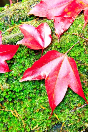 Red Maple leafs in deep jungle, Phukradueng National Park ,Thailand naturalの写真素材