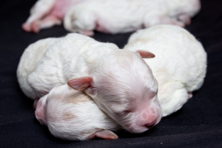 Little dogs on sleeping on black backgroundの写真素材