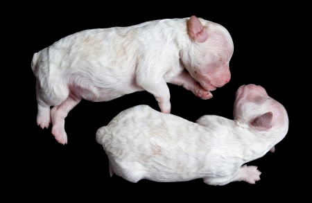 Little dogs on sleeping on black backgroundの写真素材