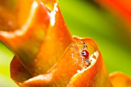 Close up red spider live in the flowerの写真素材