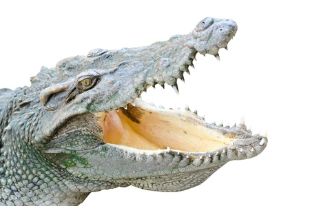 Crocodile looking something with clipping pathの写真素材