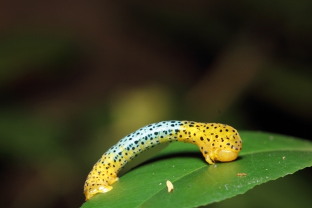 Blue and yellow Caterpillar on the leafの写真素材