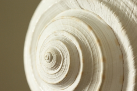Close up Tonna galea sea shellの写真素材