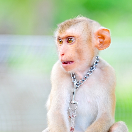 Close up Lovely Money in Kao Kaew Zoo.の写真素材