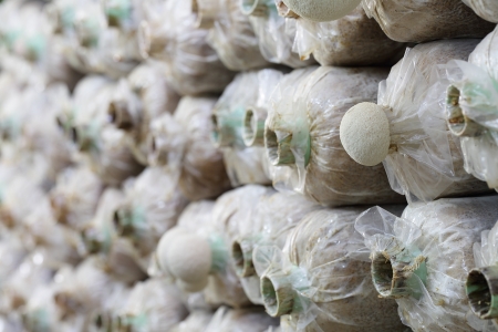 Close up Monkey head mushroom in Thailand Fungi framの写真素材