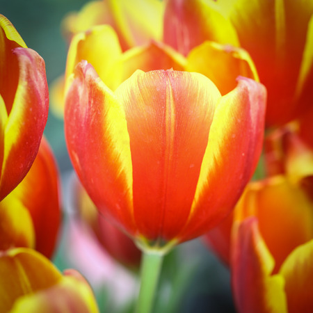 Close up Tilip flower in the Thaialnd Gardenの写真素材