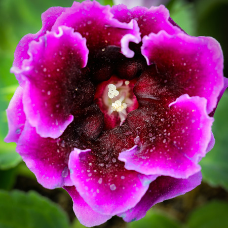 Close up single Fairy rose in Thailand Gardenの写真素材