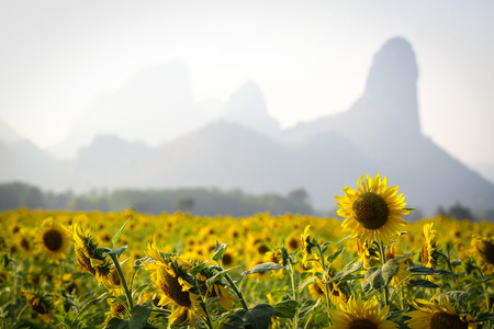 Sun Flower in the Garden Thailandの写真素材