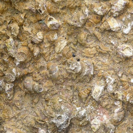 Close up Fossil Shell background in Thailand