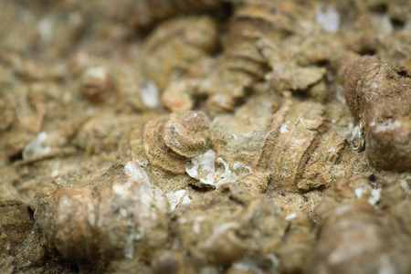 Close up Fossil Shell background in Thailandの写真素材