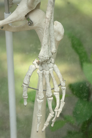 Close up Human skeleton in the gardenの写真素材