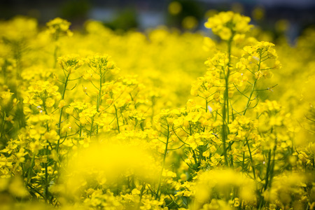 Yellow flowers field ,rapeseed in the outside.