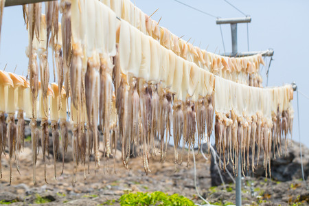 Sun dried squid hanging in outdoorの写真素材