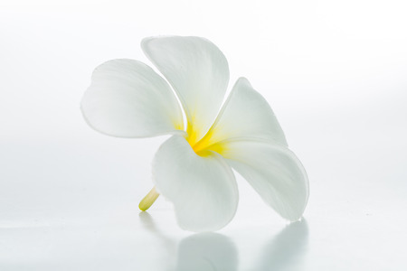 Frangipani flower isolated with white backgroundの写真素材