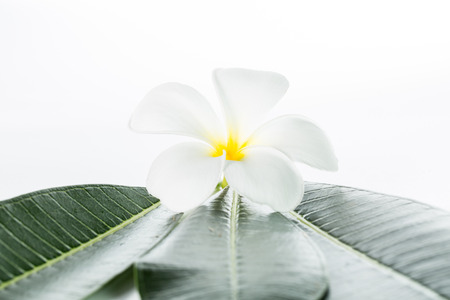 Frangipani flower isolated with white backgroundの写真素材