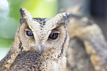 Great homed Owl looking something in natural wild の写真素材