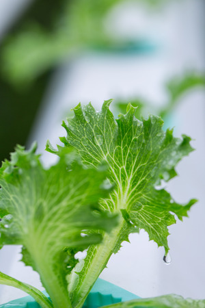 Hydroponics Vegetable ,the nutrition in the futureの写真素材