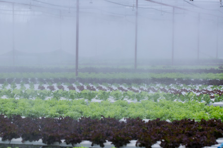 Hydroponics Vegetable ,the nutrition in the futureの写真素材