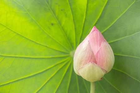 Pink lily with leaf in the natureの写真素材