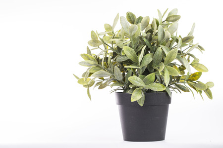 Pot tin can plant isolated with white backgroundの写真素材