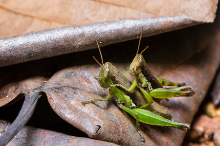 Grasshopper matching on the leafの写真素材