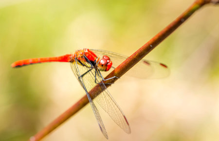 Dragonfly standing on dry leaf in the nature