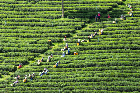 Green tea plant ,worker pick up leaf for send to process production.の写真素材