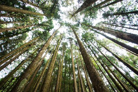 pine forest in Num Nao National Thailandの写真素材