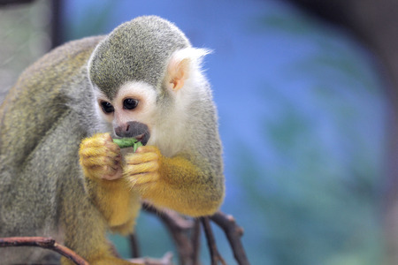 Squirrel monkey eat food in the forest