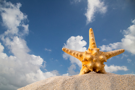 Star fish in Summer ,happiness for your holidayの写真素材