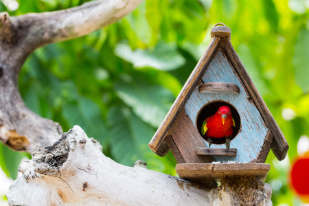 Parrot stay in Bird house