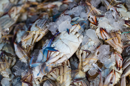 Blue crab seafood for your lunch.の写真素材