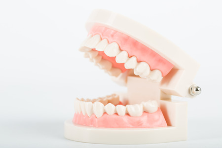 Dental implant model for clean your tooth.