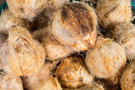 Coconut raw material fruit ,fresh oraganic for your health.の写真素材